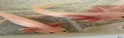 Axolotl reptiles for sale: Young leucistic axolotls  - Advert 3