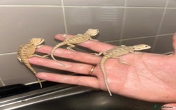 Bearded Dragon reptiles for sale: Bearded dragons  babies  - Image 7