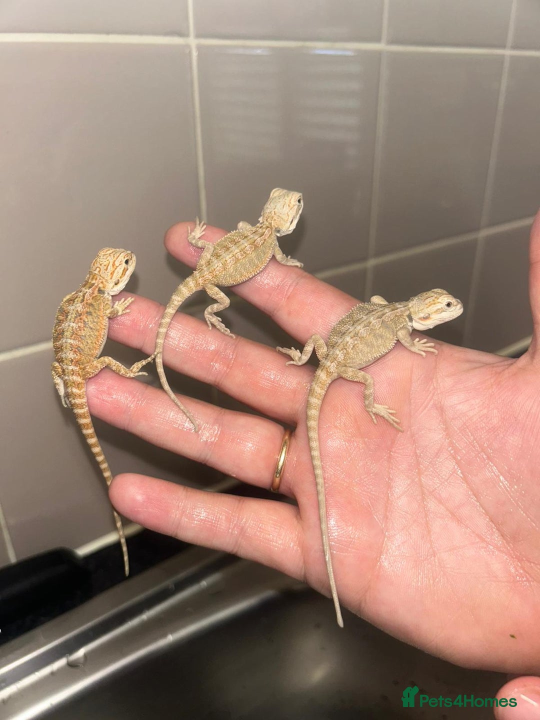 Bearded Dragon reptiles for sale: Bearded dragons  babies  - Image 7
