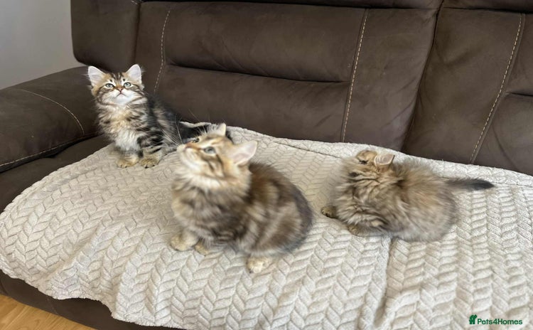 Siberian cats - Advert 3