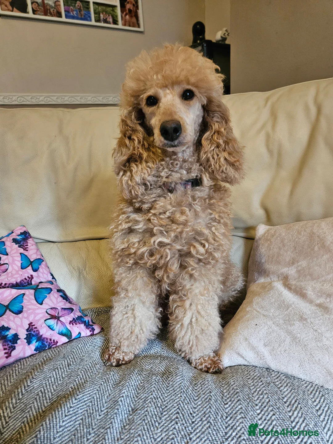 Cavapoo dogs for sale: Gorgeous red F1 Cavapoos for Sale - Advert 5