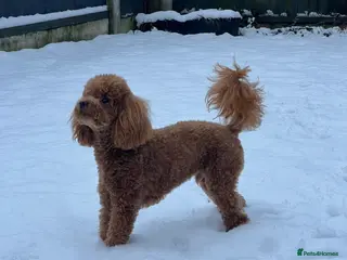 Maltipoo dogs Maltipoo Healthy Boy - Advert 1