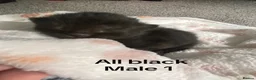 Mixed Breed cats for sale: 3 Kittens in Glasgow - Advert 5