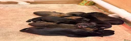 Belgian Shepherd Dog dogs for sale: Malinois Litter  - Advert 13