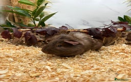 Guinea Pig rodents for sale: 🏡🐹 Multiple pretty Boys available 🐹🏡 - Image 5