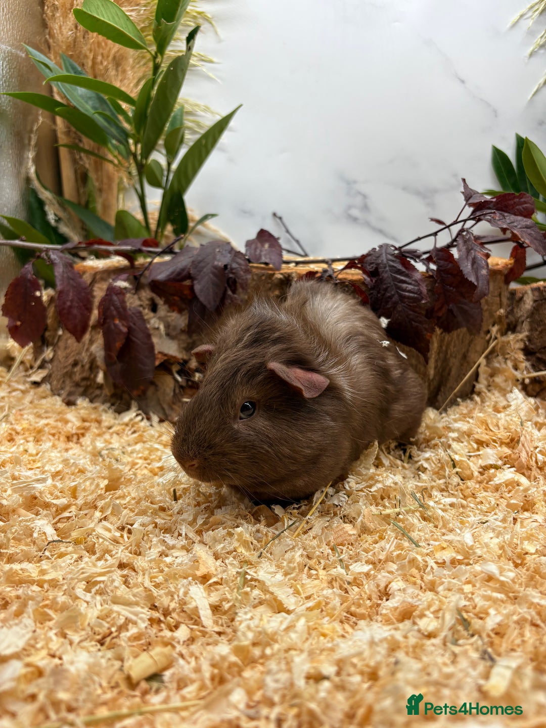 Guinea Pig rodents for sale: 🏡🐹 Multiple pretty Boys available 🐹🏡 - Image 5