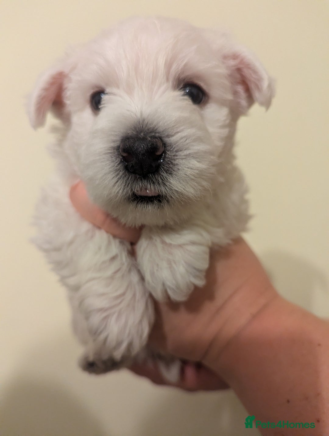 West Highland Terrier dogs for sale: Beautiful KC Registered White WestHighland Terrier - Advert 17