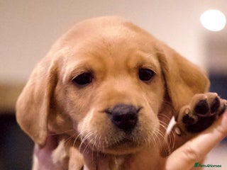 Labrador Retriever dogs - Advert 9