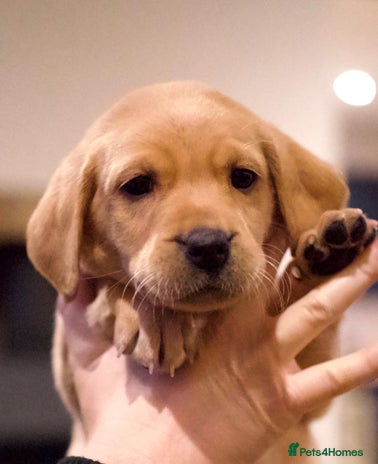 Labrador Retriever dogs - Advert 11