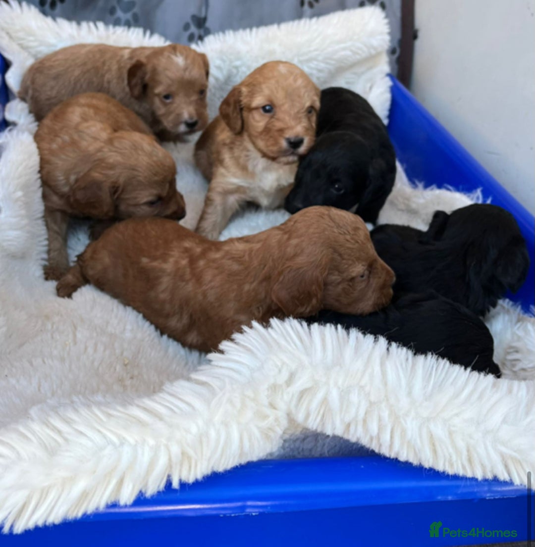 Cockapoo dogs for sale: Tiny cockapoo puppies - Advert 13