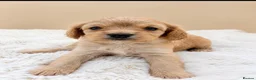 Cavapoo dogs for sale: F1 cavapoo puppies 5⭐️ breeder in Sheerness - Advert 7