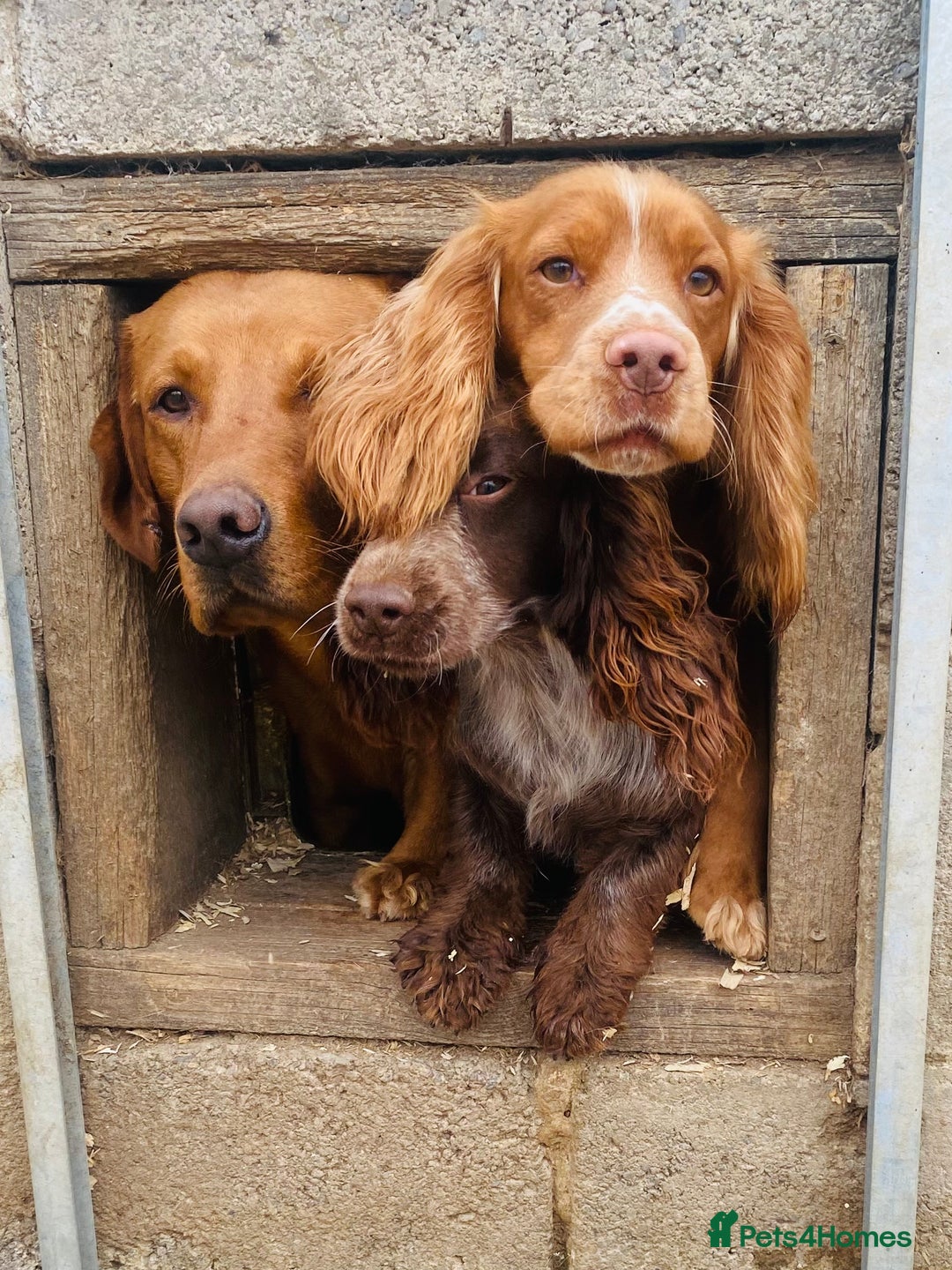 Cocker Spaniel dogs for stud: Cracking cocker spaniel for Stud  - Advert 19