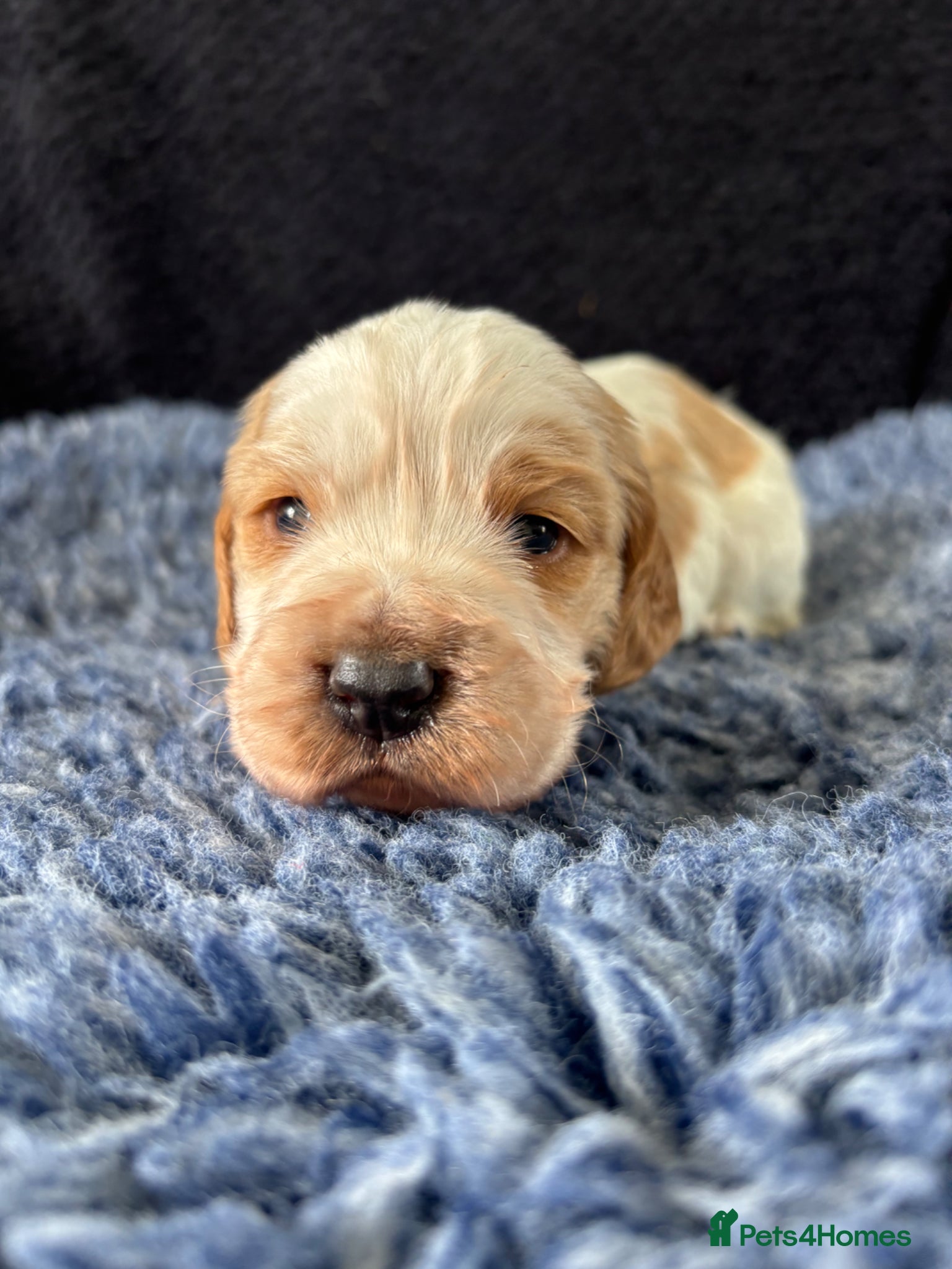 Cocker Spaniel dogs Adorable Cocker Spaniel Puppies  🐾 - Advert 4