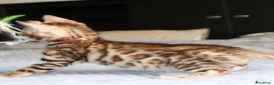 Bengal 3