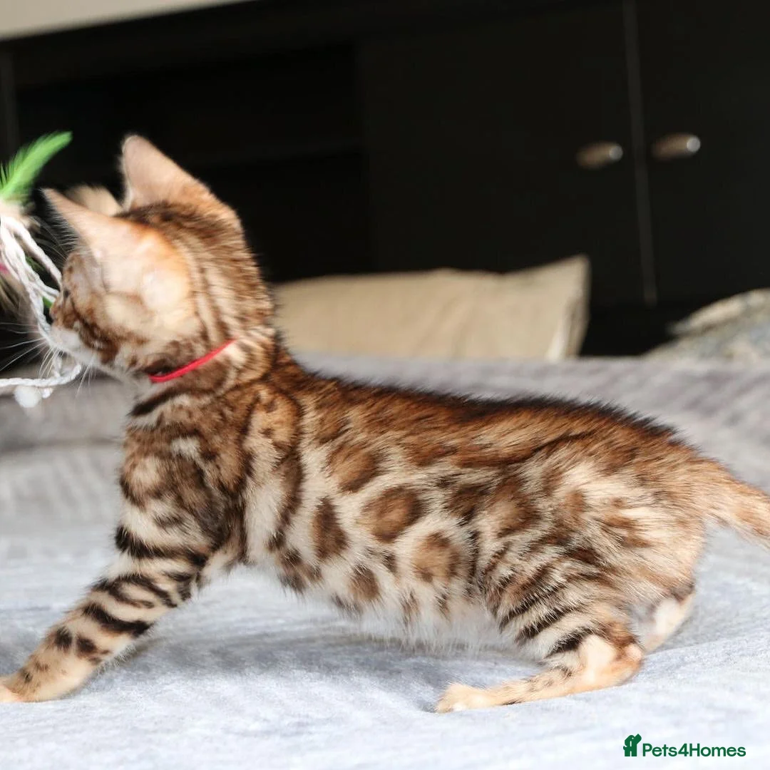 Bengal cats for sale: Beautiful Bengal kittens for sale in Leeds - Advert 2