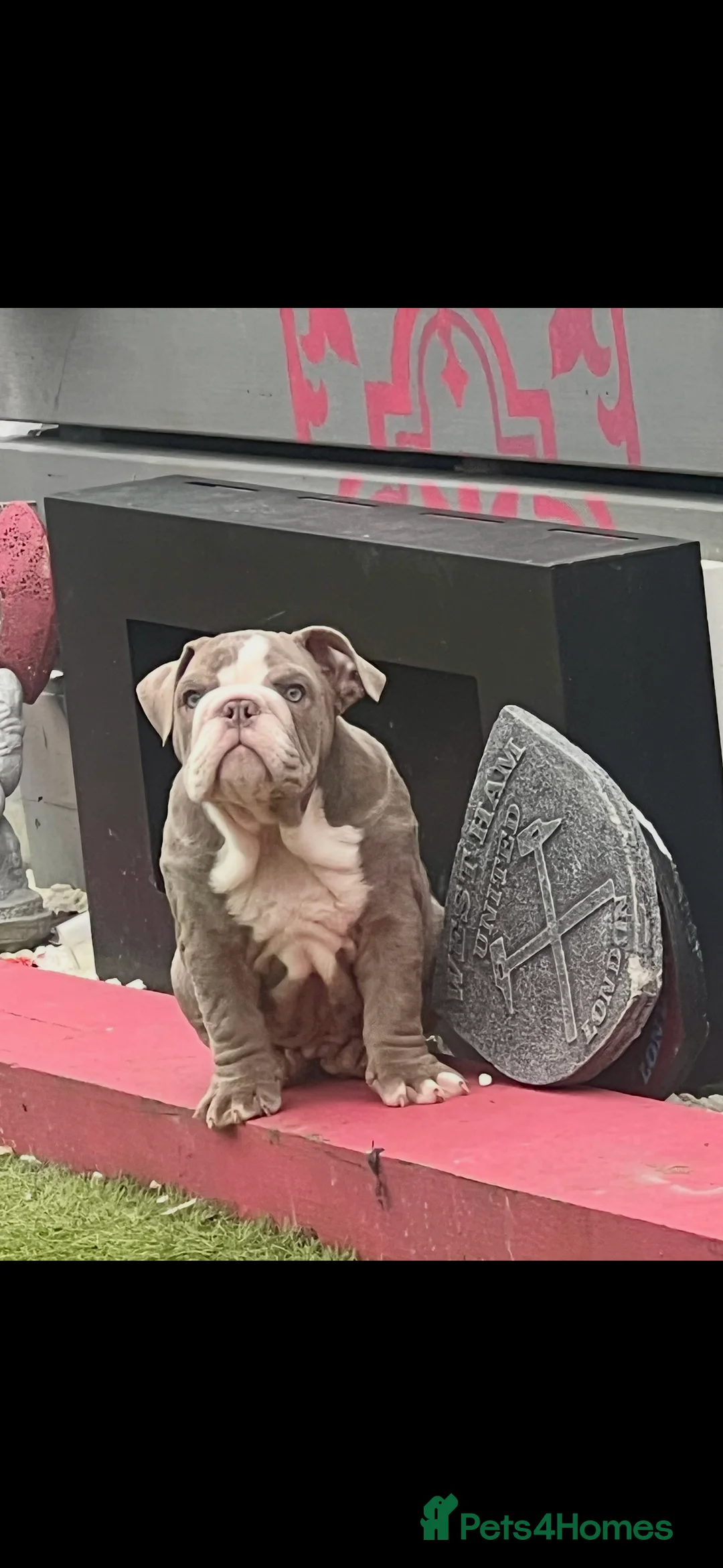 English Bulldog dogs for sale: Male British English bulldog  - Advert 5