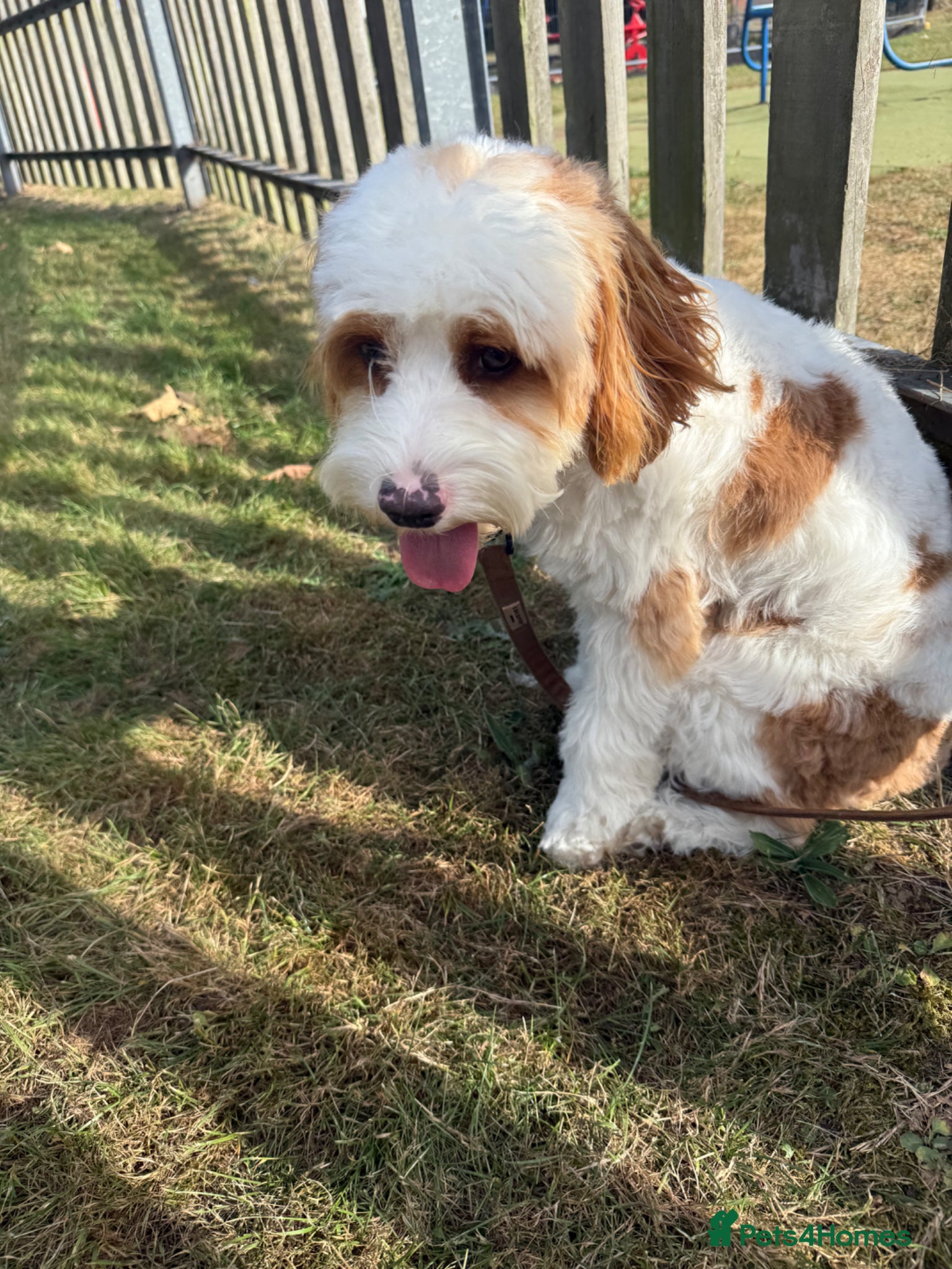 Cavapoo dogs for sale: Cavapoo - Advert 4