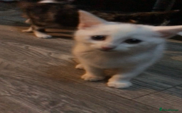 Domestic Shorthair cats for sale: 5 kittens ready to leave  - Image 4