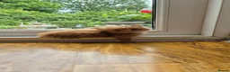 Mixed Breed cats for sale: Scottish gold kittens in Heathfield - Advert 3