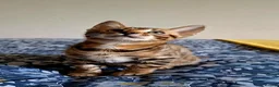 Bengal cats for sale: luxurious bengals - Advert 17