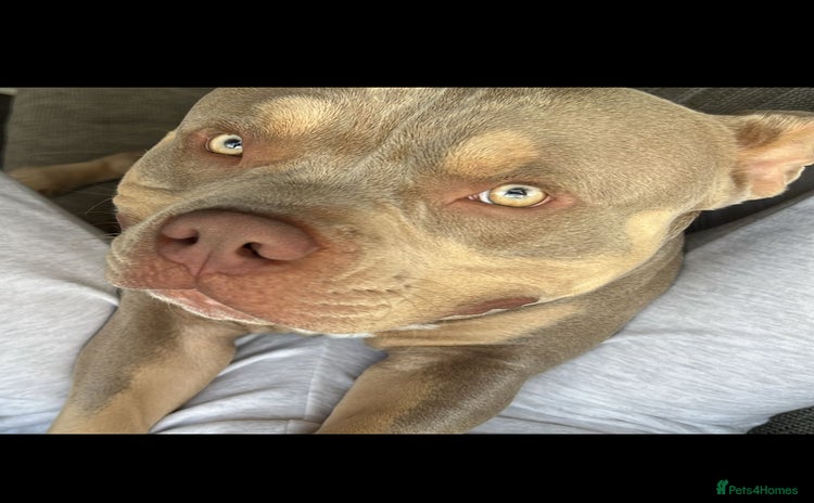 American Bully dogs - Advert 1