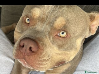 American Bully dogs - Advert 10
