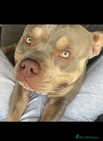 American Bully dogs - Advert 1