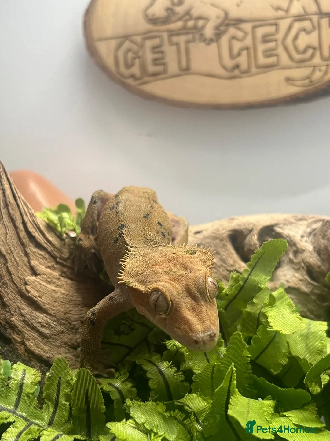 Gecko reptiles for sale: CB23 Adult Male Dalmatian Crested Gecko - Advert 5