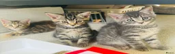 Mixed Breed cats for sale: 4 Kittens Looking for Their Forever Homes 🐾 - Advert 14