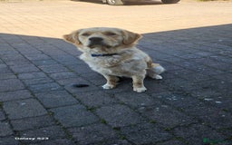 Golden Retriever dogs for stud: 2 dog for stud - Image 5