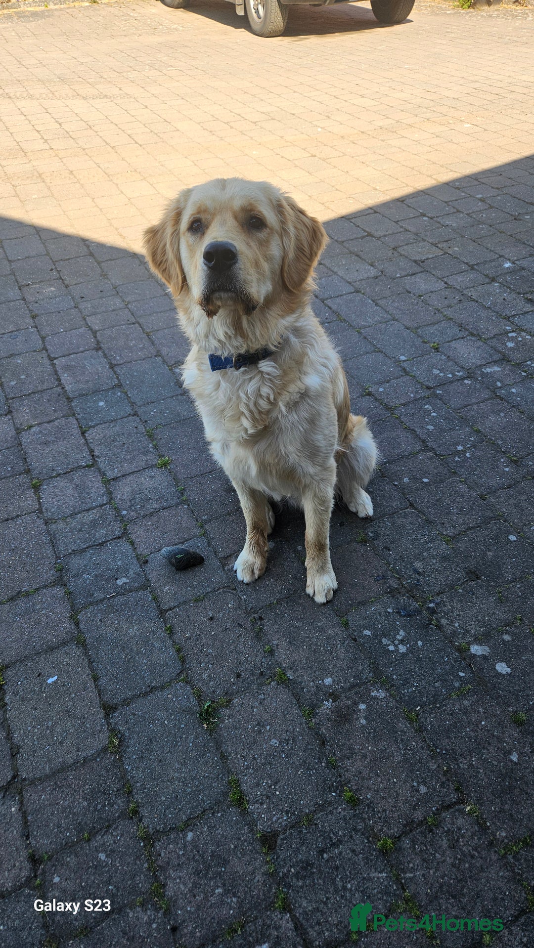 Golden Retriever dogs for stud: 2 dog for stud - Image 5