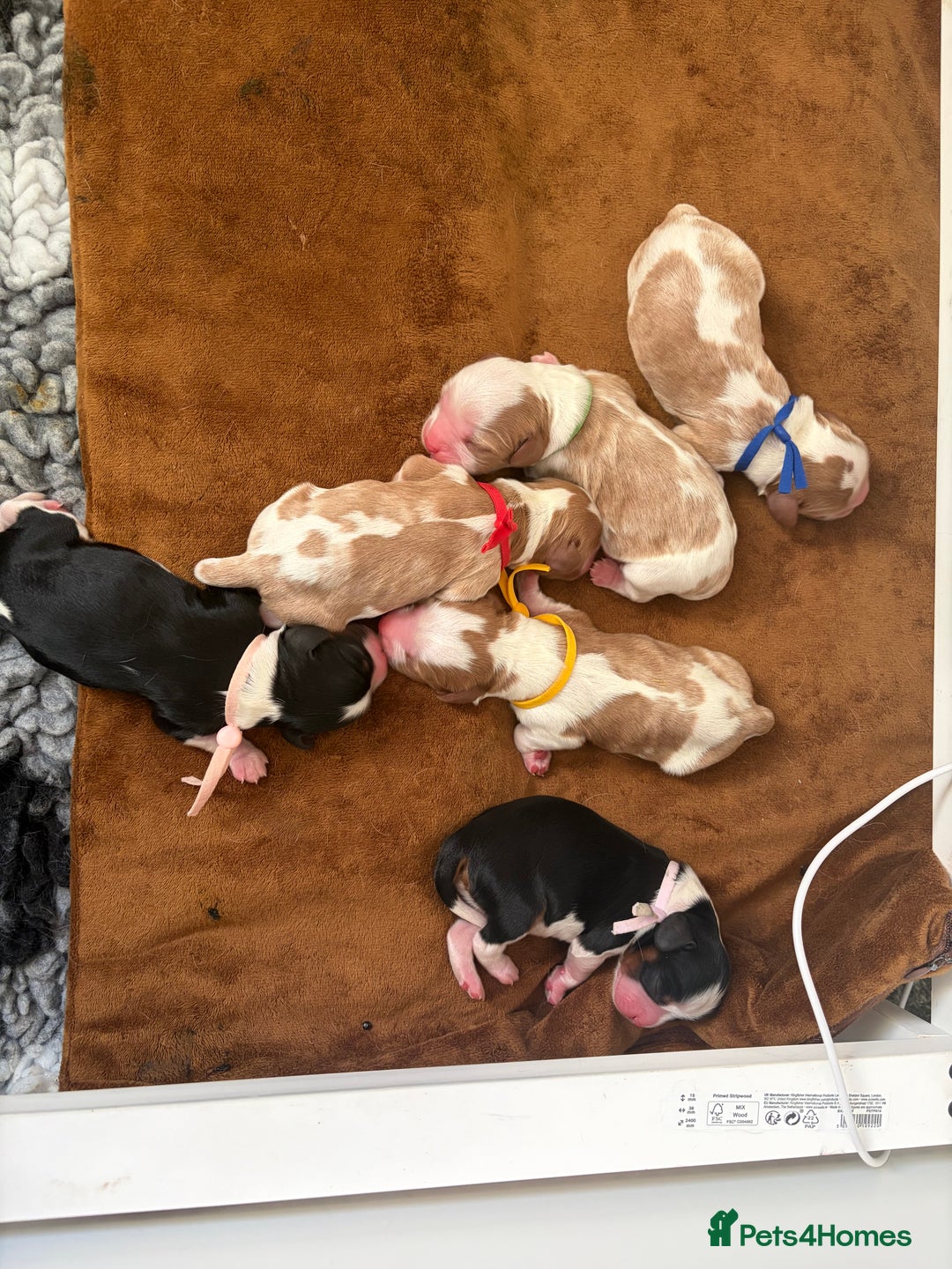 Cavalier King Charles Spaniel dogs for sale: Beautiful KC Registered Cavalier King Charles Pups - Advert 2