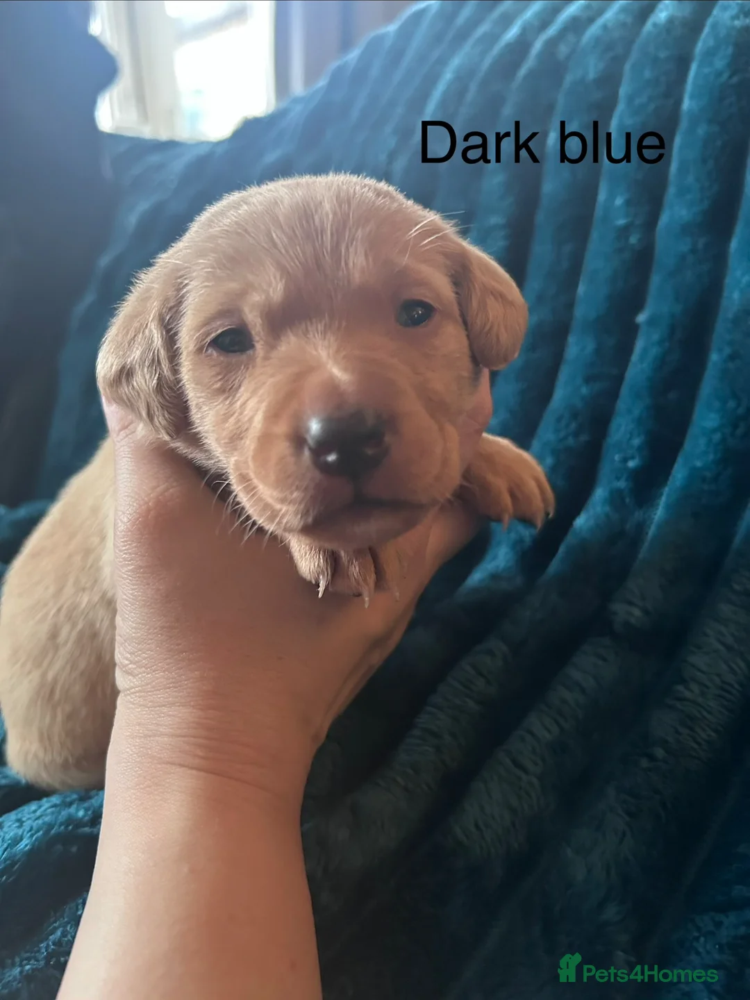 Labrador Retriever dogs for sale: Beautiful litter of Labrador puppies  in Chichester - Advert 11