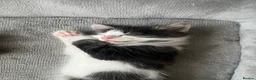 Mixed Breed cats for sale: Kitten for sale  - Advert 11