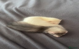 Ferret rodents for sale: Sparky, Male Ferret - Image 9