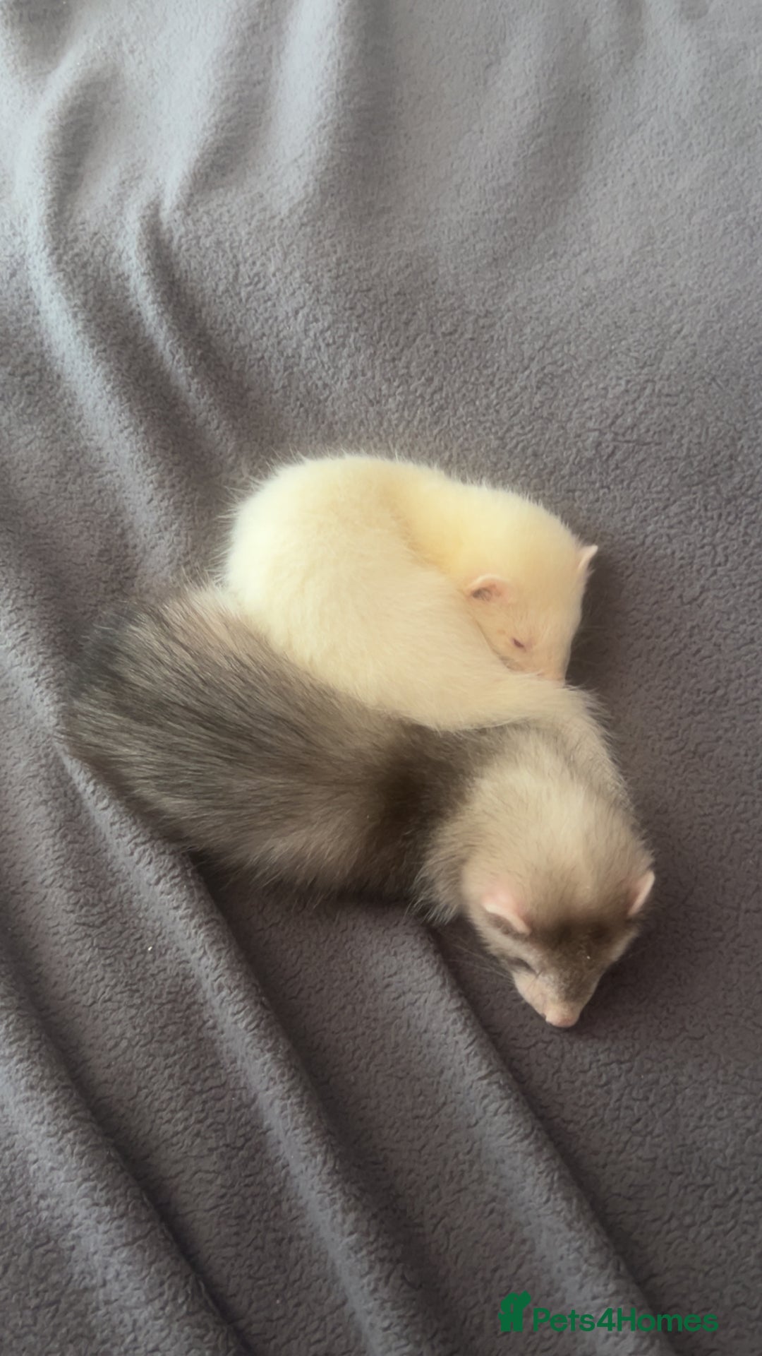 Ferret rodents for sale: Sparky, Male Ferret - Image 9