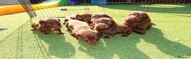 Miniature Dachshund 1