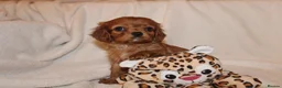 Cavalier King Charles Spaniel dogs for sale: Gorgeous Cavalier King Charles Spaniel - Advert 29