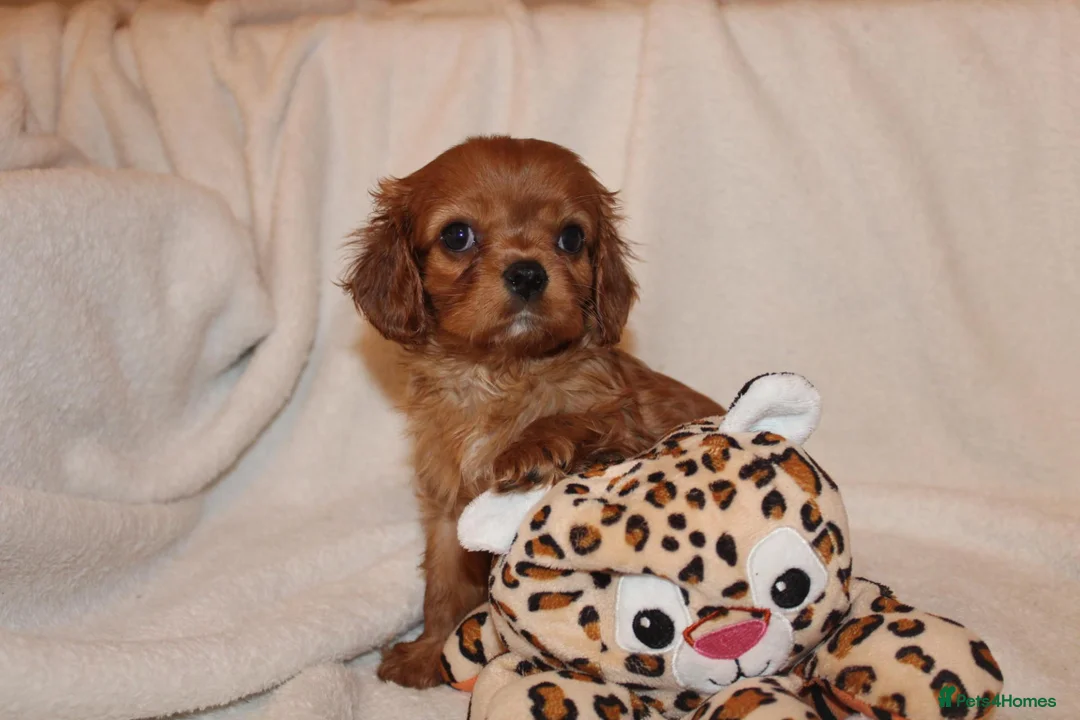 Cavalier King Charles Spaniel dogs for sale: Gorgeous Cavalier King Charles Spaniel - Advert 29