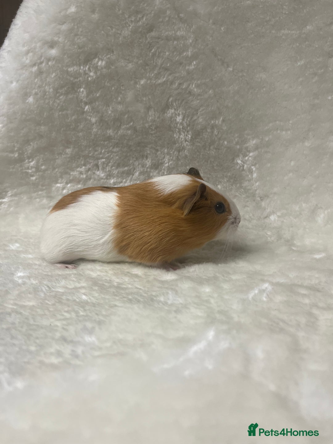 Guinea Pig rodents for sale: Beautiful well handled guinea pig babies - Advert 8
