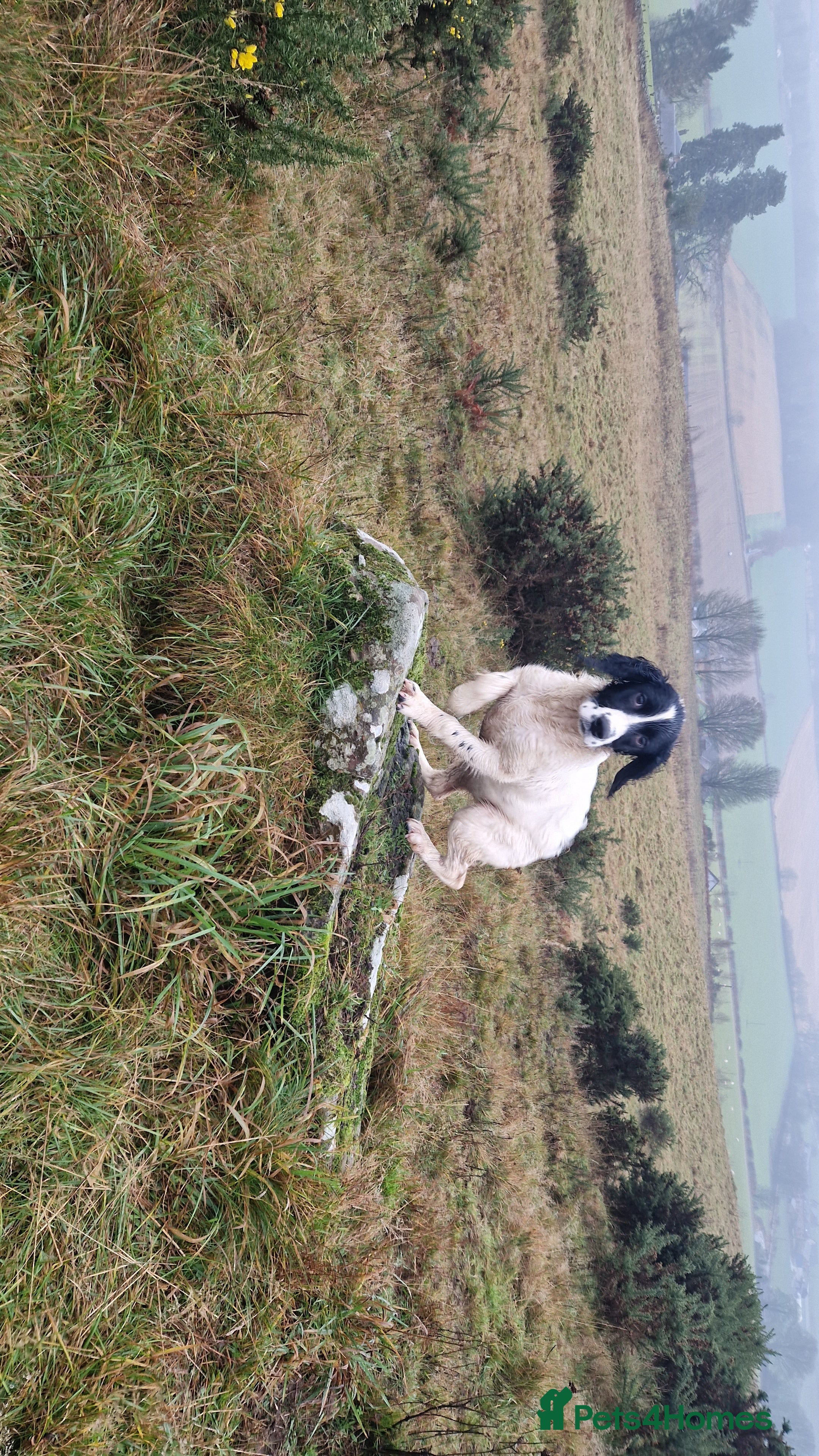 English Springer Spaniel dogs Springer Spaniel female 5 months KC Reg - Advert 1