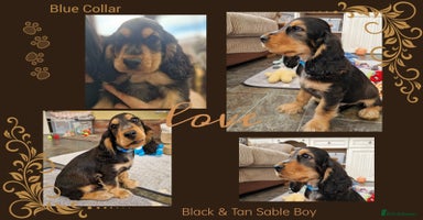 Cocker Spaniel dogs - Advert 4