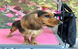 Cocker Spaniel dogs for sale: Kc Registered Show Type Cocker Spaniel puppies - Image 6