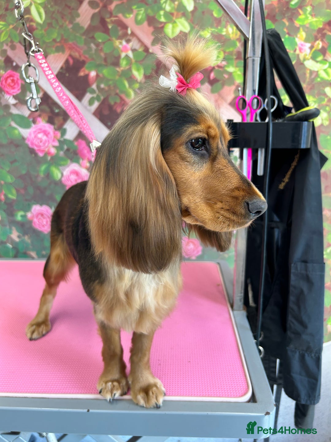 Cocker Spaniel dogs for sale: Kc Registered Show Type Cocker Spaniel puppies - Image 6