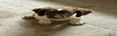 English Springer Spaniel 3