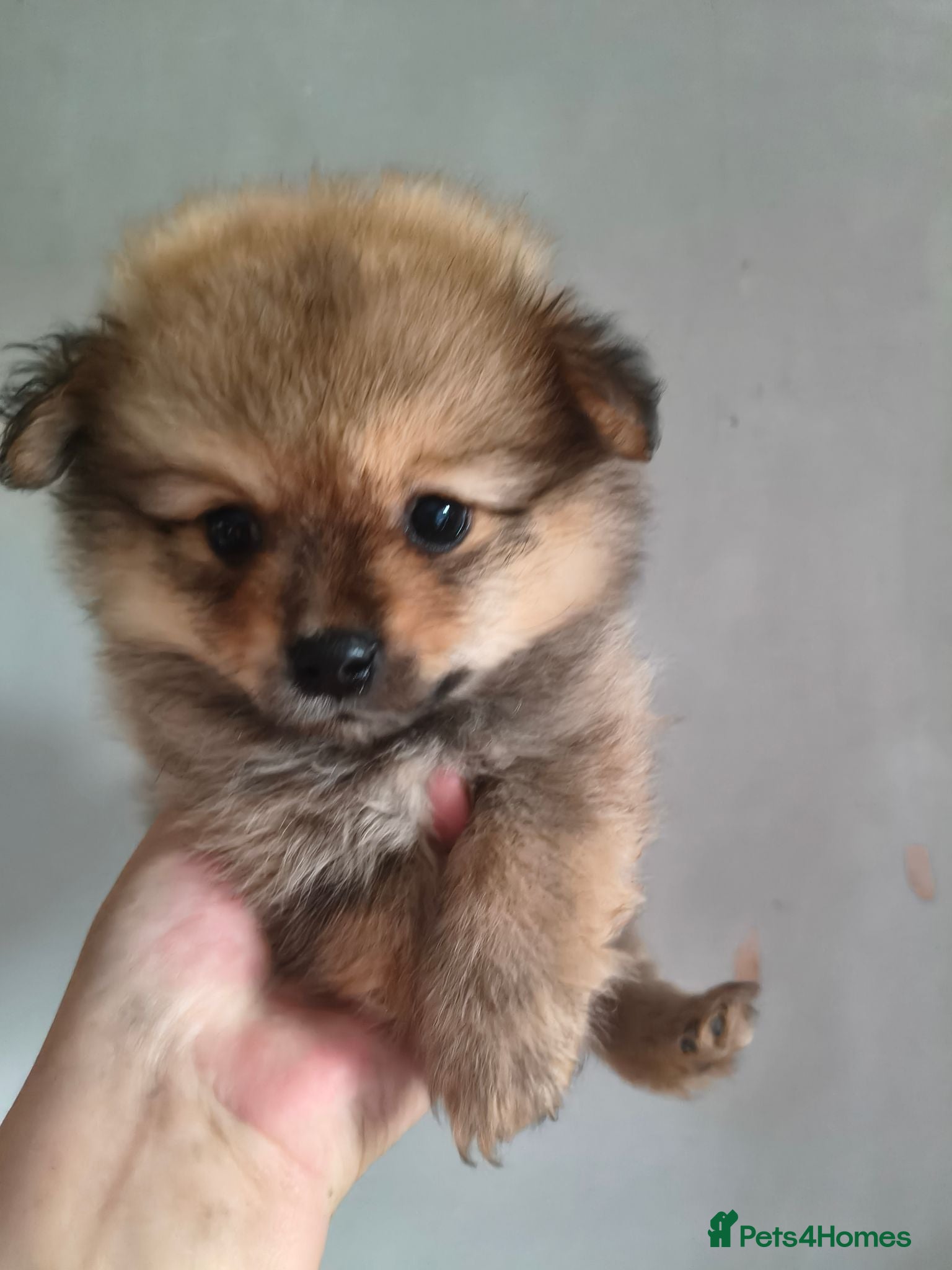 Pomeranian dogs Pomeranian Puppies Toy Teddy Bear 🧸🧸🧸 - Advert 18