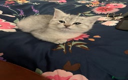 Persian cats for sale: Chubby Persian kittens for sale! - Advert 5