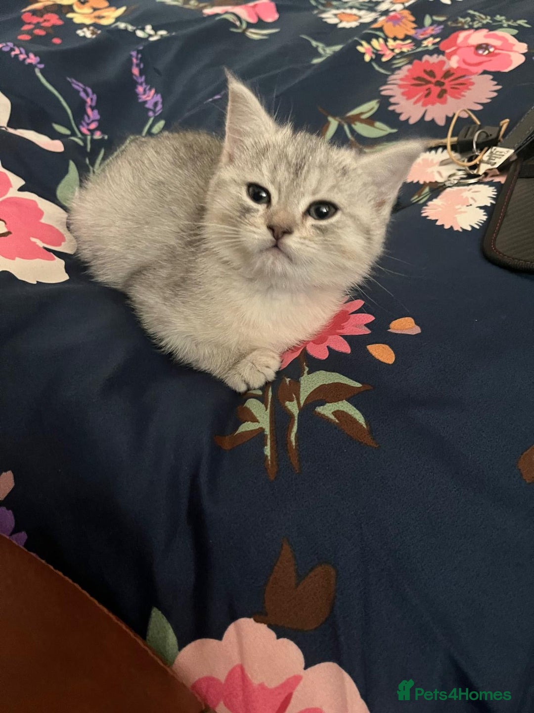 Persian cats for sale: Chubby Persian kittens for sale! - Advert 5