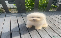 Bichon Frise dogs for sale: Beautiful Bichon Frise only 1 available  - Image 18