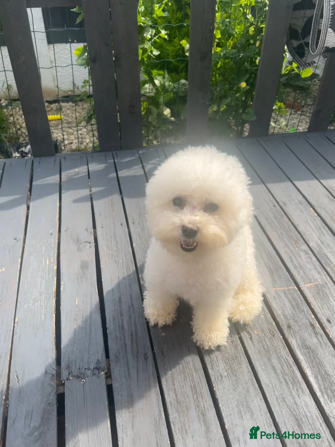 Bichon Frise dogs for sale: Beautiful Bichon Frise only 1 available  - Image 18